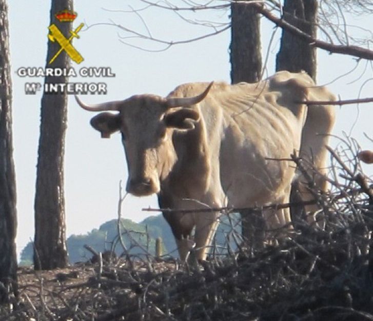  Denuncian a un ganadero por un delito de maltrato o abandono de animales 