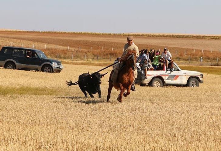  Accidentado encierro campero en Pajares de la Lampreana 