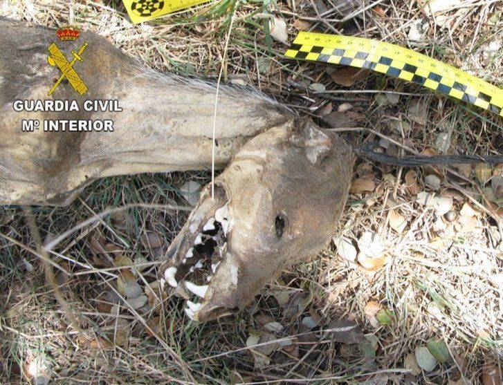  La Guardia Civil de Zamora denuncia a una persona como supuesto autor de maltrato animal 