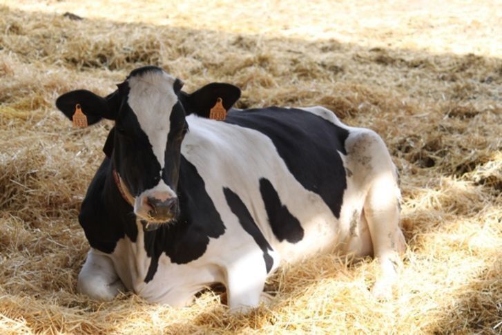 El vacuno de leche pierde un tercio de los ganaderos en Castilla y León ...