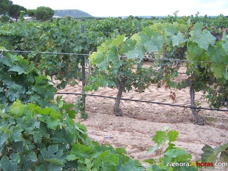  Casi 15.500 viticultores y cerca de 600 bodegas en la región 