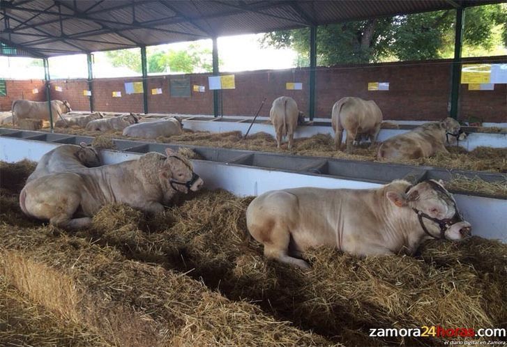  El sacrificio de ovinos, caprinos y bovinos desciende de forma notable en la región en un año 