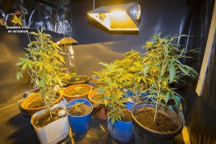  La Guardia Civil detiene a cuatro personas por varios robos y por cultivar 111 plantas de marihuana 