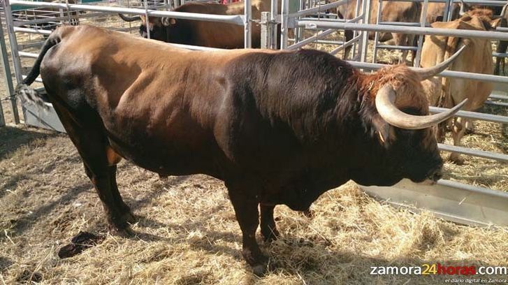  San Vitero celebra su Feria Ganadera con la preocupación ante el futuro de la vaca alistana-sanabresa 