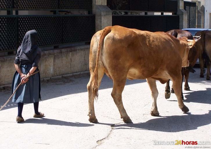  Denuncian la “desprotección” de los ganaderos ante la bajada de precios de la leche “propiciada por las malas prácticas de la industria francesa” 