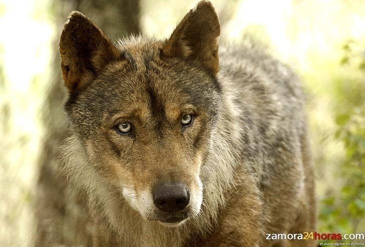  Villardeciervos acoge las jornadas temáticas y de turismo de naturaleza tituladas 'Territorio Lobo' 