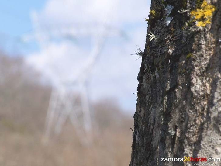  Más de la mitad de la superficie de Castilla y León es forestal 