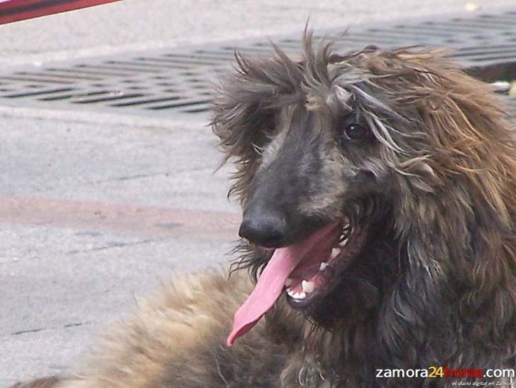  Defensa Animal Zamora recaudará fondos con la actividad ‘Peluqueros solidarios’ 