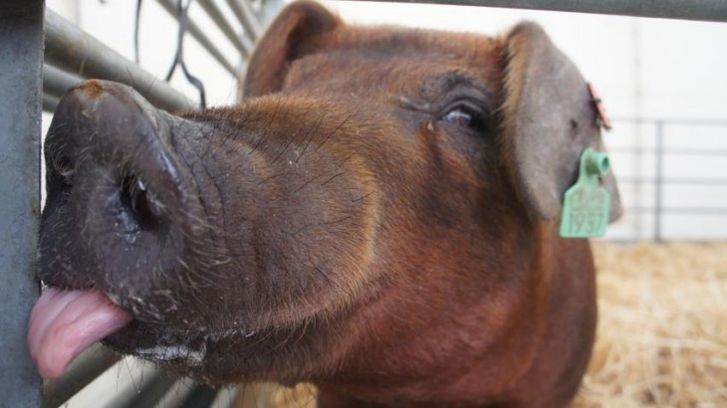  El porcino sigue cayendo en la Lonja de Salamanca 