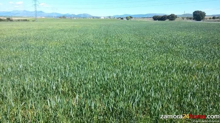  UCCL pide que la cabaña ganadera pueda aprovechar las parcelas en las que no ha habido un buen desarrollo vegetativo por la sequía 