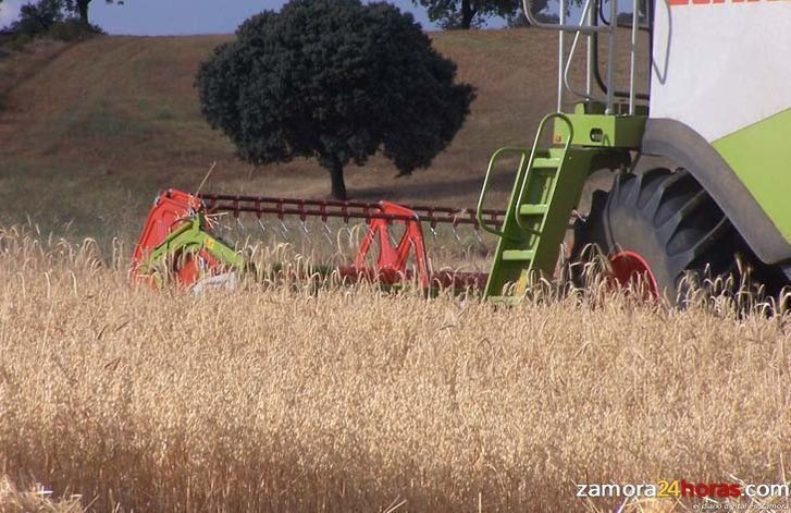  Calculan que la cosecha de trigo, cebada, centeno y avena en Castilla y León puede ser un 30% inferior a la del año pasado 