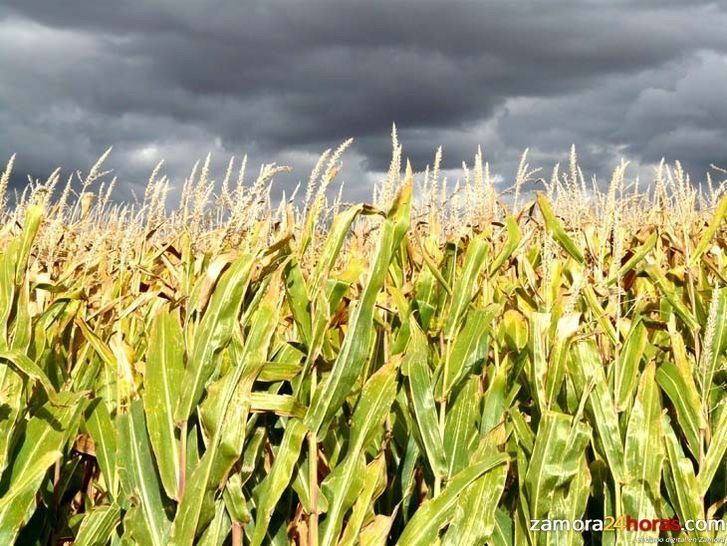  La UCCL exige a la Consejería de Agricultura y Ganadería información sobre diversas ayudas 