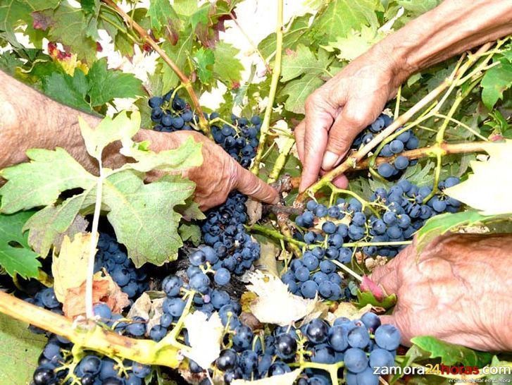  El Parlamento Europeo estudia hoy el nuevo sistema de autorizaciones de plantación de viñedo 