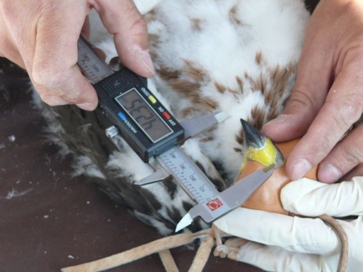  La Fundación Iberdrola apoya la investigacion para la protección de las aves 