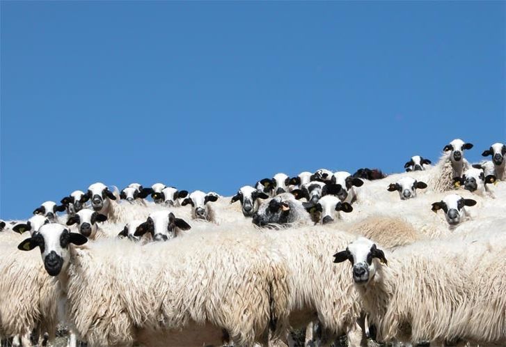  El lechazo sube 0,15 euros en la Lonja de Zamora 