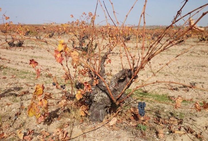  Toro termina una vendimia de gran calidad con la recogida de más de 22,5 millones de kilos 