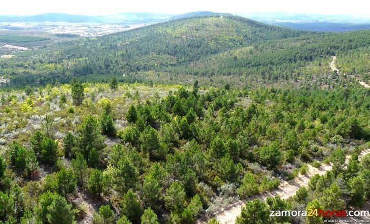  La Junta licita tratamientos forestales en la provincia de Zamora por 125.000 euros 