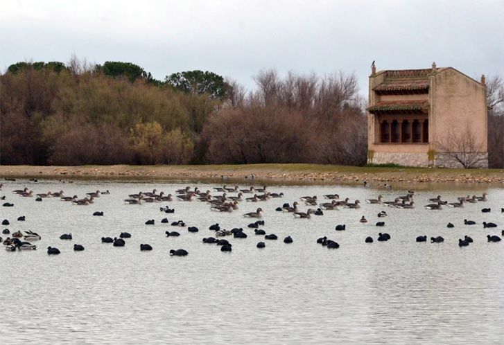  La Casa del Parque de El Palomar en Villafáfila organiza un paseo ornitológico para este sábado 