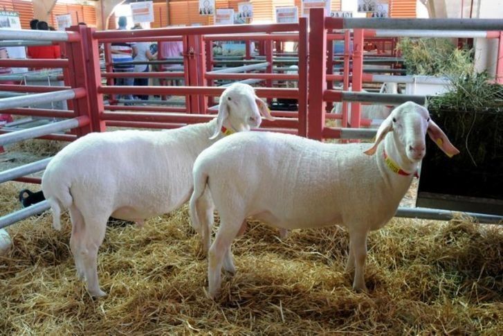  Los cereales suben en la última sesión de la Lonja de Zamora 