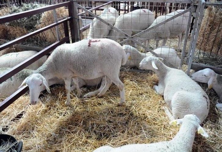  Desciende la concurrencia y suben los precios en el mercado de Villalpando 