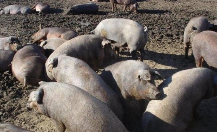  El porcino, otra vez animador de la Lonja de Salamanca 