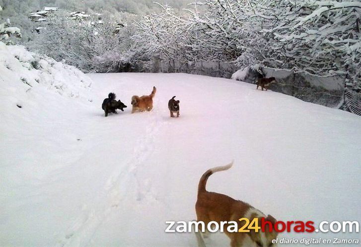  Temporal de nieve y viento en Sanabria en un fin de semana complicado en lo meteorológico 