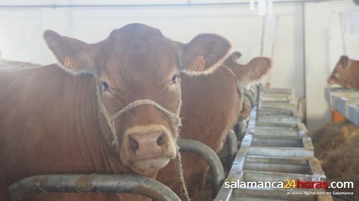  Ternera, lechazos y porcino blanco, motores de una lonja de Salamanca con poco movimiento 