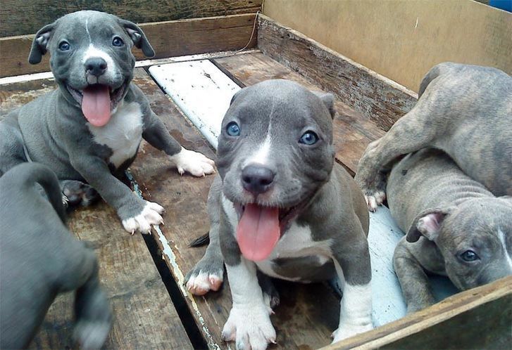  Defensa Animal Zamora critica un concurso de belleza canina que se celebrará en la capital 