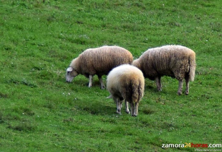  La Lonja de Zamora sufre una subida generalizada de precios 