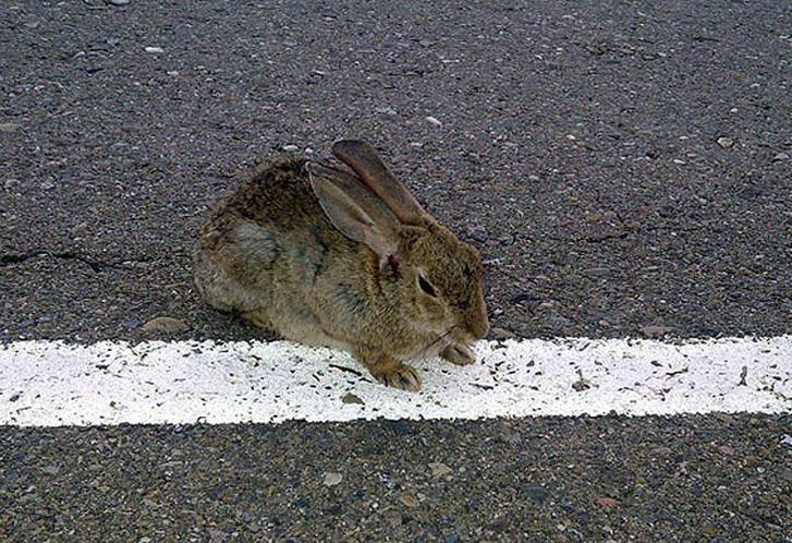  UPA-COAG exige medidas de control sobre las poblaciones de conejos en terraplenes de carreteras 