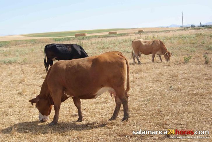  Actualizada la normativa de ayudas para repoblar explotaciones por vaciado sanitario 