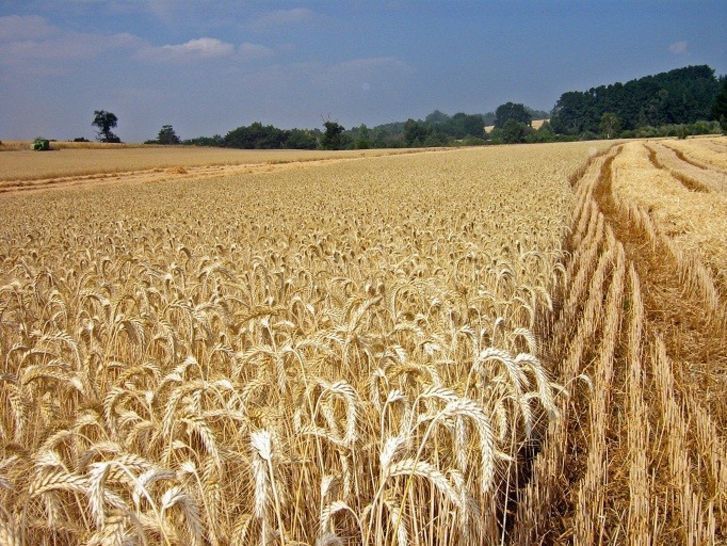  UPA ofrece alternativas para bajar los costes de producción en el campo 