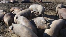  El porcino sigue bajando en la Lonja de Zamora 