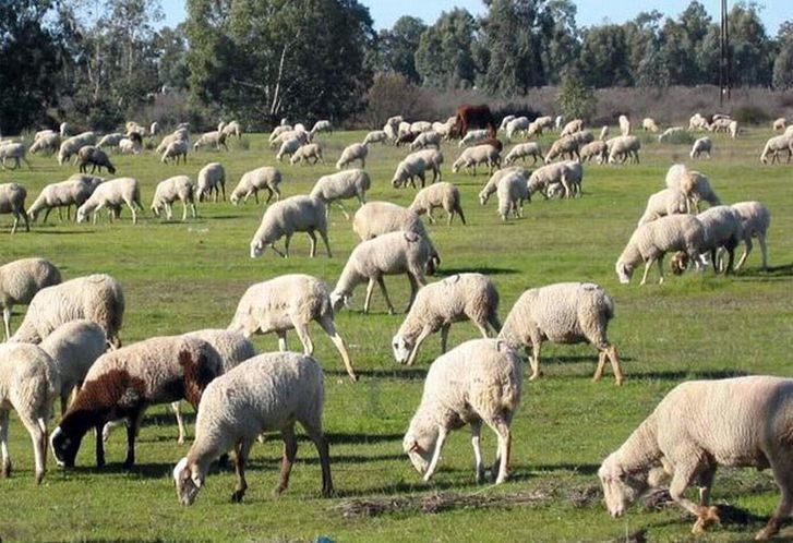  Una explotación de ovejas