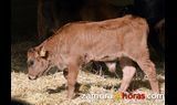  Subida de cereales y de los lechazos en la Lonja de Zamora 