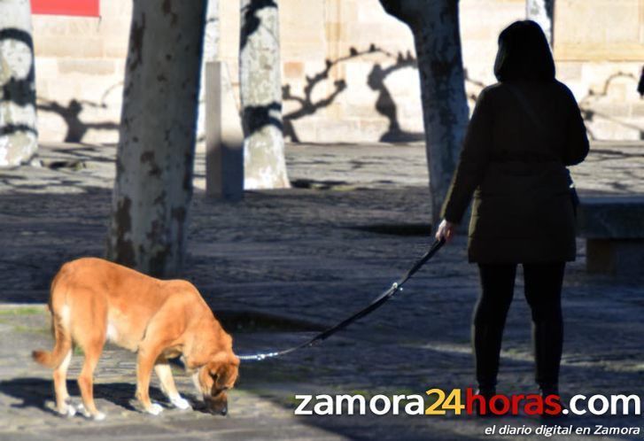  El sábado se realizará la campaña de vacunación antirrábica 