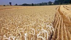  La bajada de los cereales en la Lonja de Zamora sigue imparable 