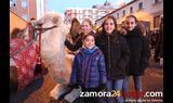  Los camellos, gran atractivo para los más pequeños en el cortejo real 