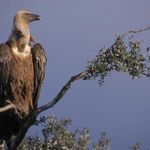  Más de la mitad de los animales que ingresan en los Centros de Recuperación son liberados 