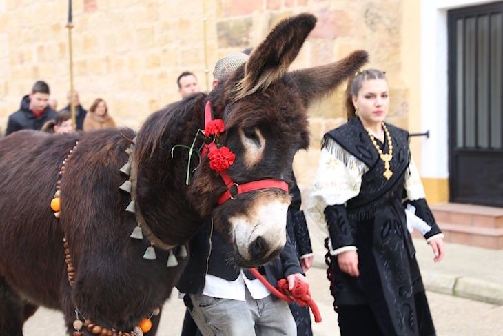  Defensa Animal Zamora ataca al Ayuntamiento por promover los paseos en burro en la Feria de Ganado 