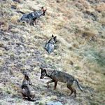  “Si los lobos hubieran salido del recinto, habrían sido atacados por lobos salvajes” 