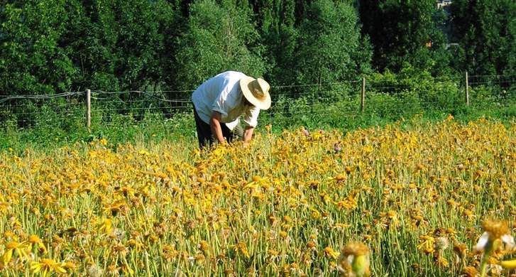  Informe de Contratación del Seguro Agrario correspondiente al cuarto trimestre de 2015 