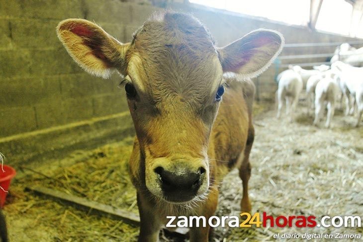  Lechones y porcino blanco, principales subidas en la Lonja de Zamora 