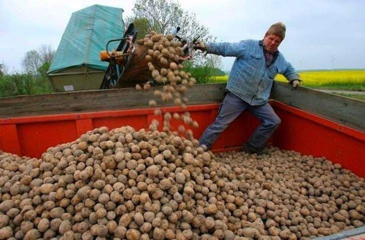  Asaja, dispuesta a ceder en pos de un acuerdo sobre la interprofesional de la patata 