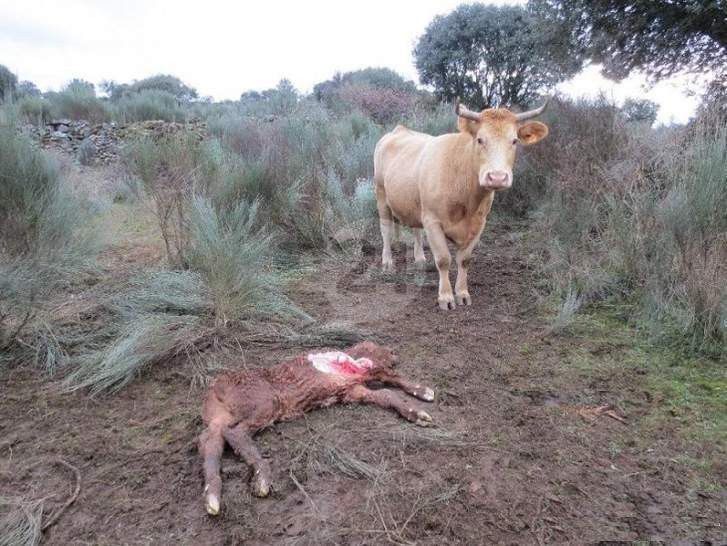  Asaja pide la urgente convocatoria de la ayuda de la Junta al seguro de retirada de cadáveres de ganado 