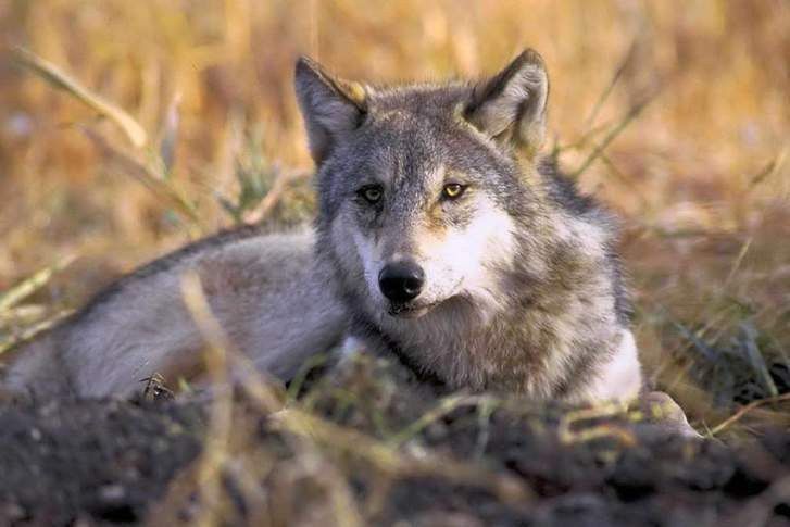  Una Proposición No de Ley reclama en el Congreso protección definitiva para el lobo 