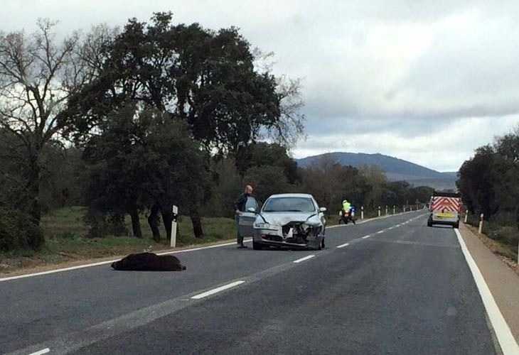 Archivo. Accidente Tábara por un jabalí 2017