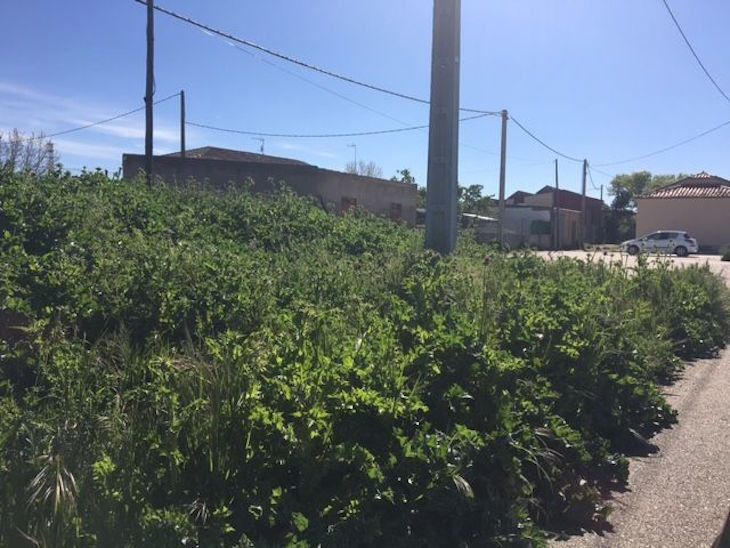  El PP incide en el aumento de maleza y malas hierbas en los barrios de Zamora 
