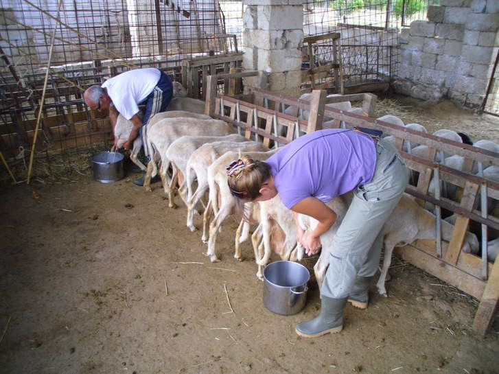  UPA-COAG denuncia la situación “crítica” de los ganaderos de leche de ovino y caprino 