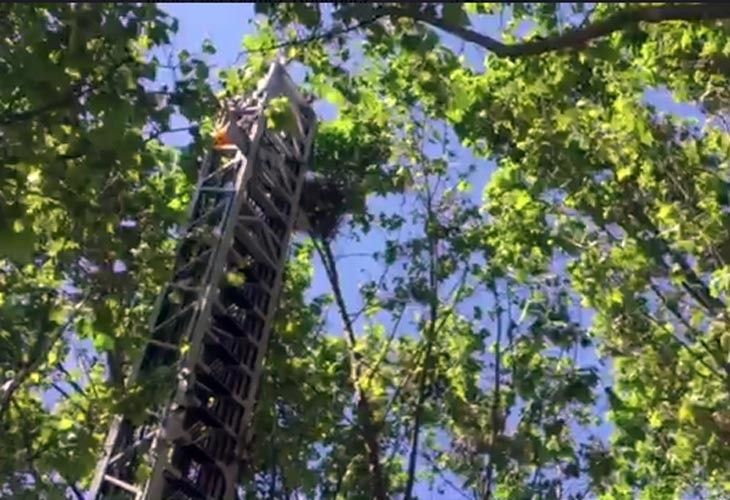  Defensa Animal Zamora agradece la labor de los bomberos tras el rescate de una pega 